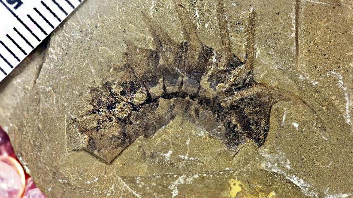 Çin ve ABD'li ekibin hummalı çalışması sonuç verdi! 504 milyon yıllık fosil gün yüzüne çıktı