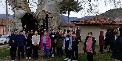 Tarihi Çınar Ağacına Okul Gezisi